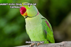 Muhabbet Kuşu İshal Olursa Ne Yapmalı?