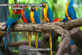 Muhabbet Kuşu Kabız Olursa Ne Yapmalı?