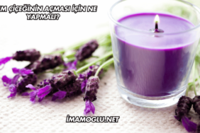 Mum Çiçeğinin Açması İçin Ne Yapmalı?
